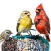 Humbirdy Smart Bird Feeder Camera 4K Solar Powered SH66-7